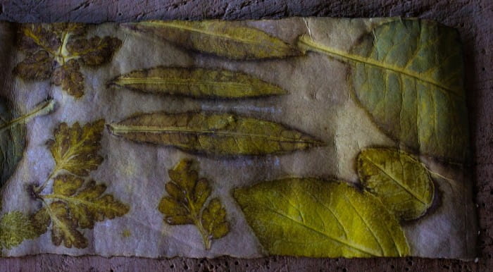 eco printing with garden plants Scotland