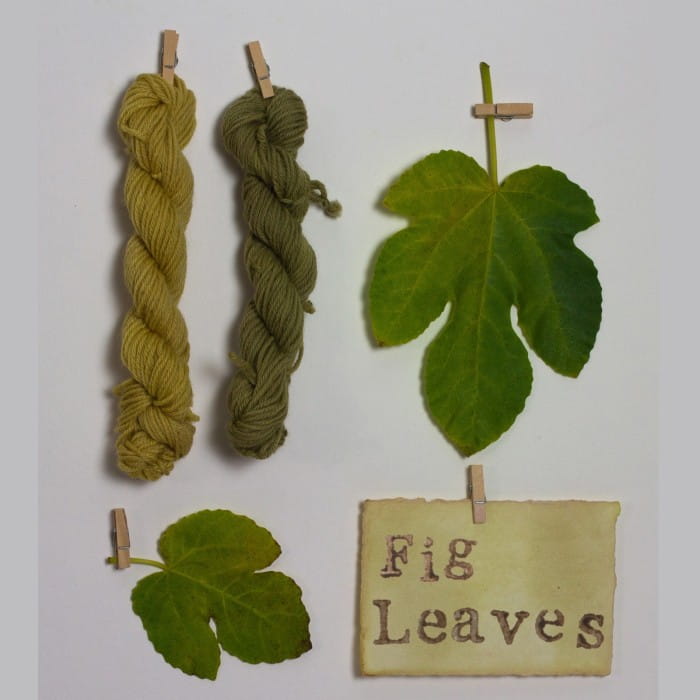 Dyeing wool with fig leaves