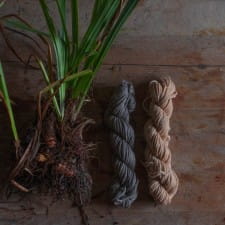 Natural Dyeing: Flag iris root part two