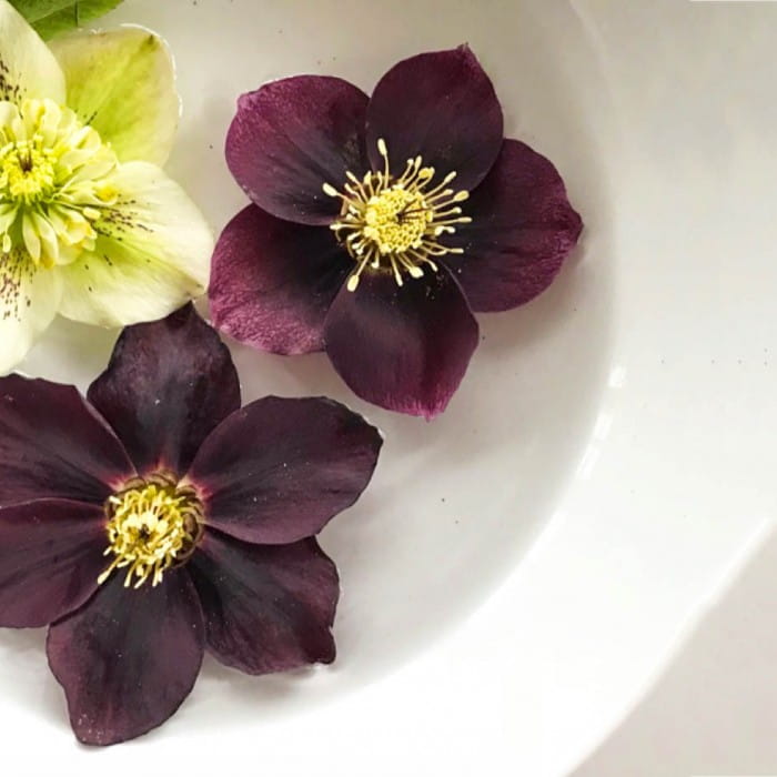 cutting hellebores