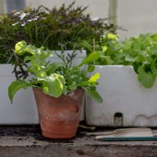 Grow your own salad leaf mix