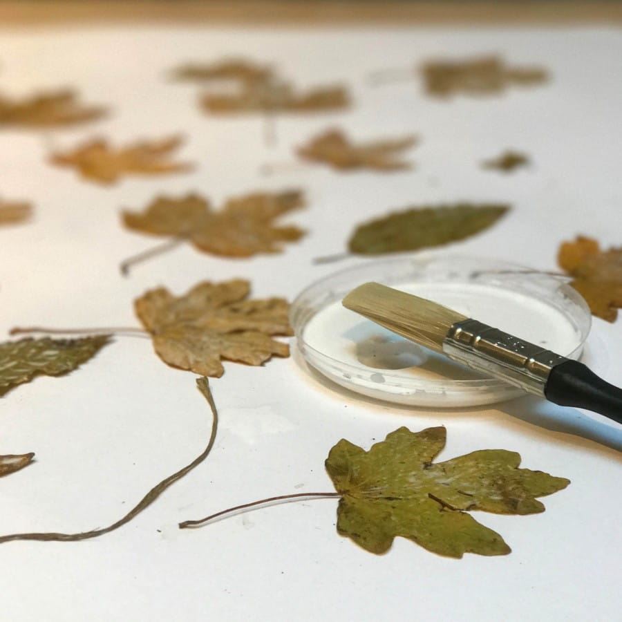pressing leaves