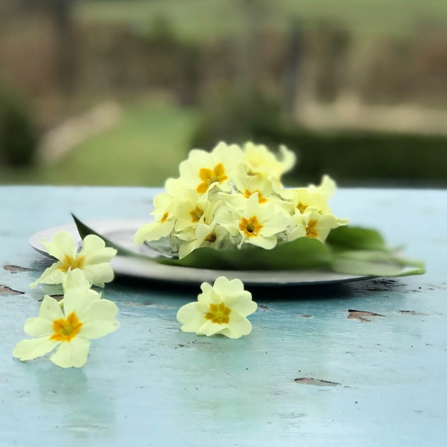 Goats cheese with edible flowers