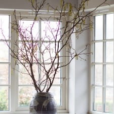 Forcing spring branches