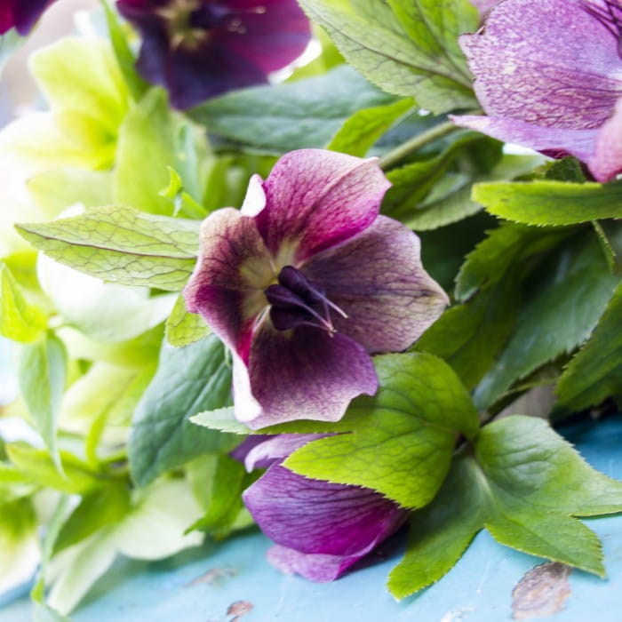 cutting hellebores