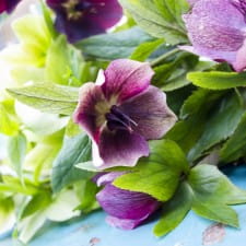 How to pick hellebores for the house