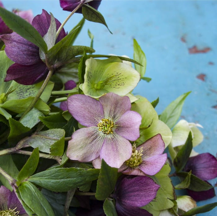 cutting hellebores