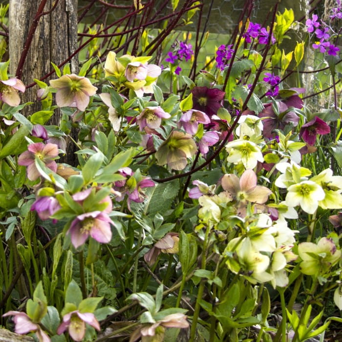 cutting hellebores
