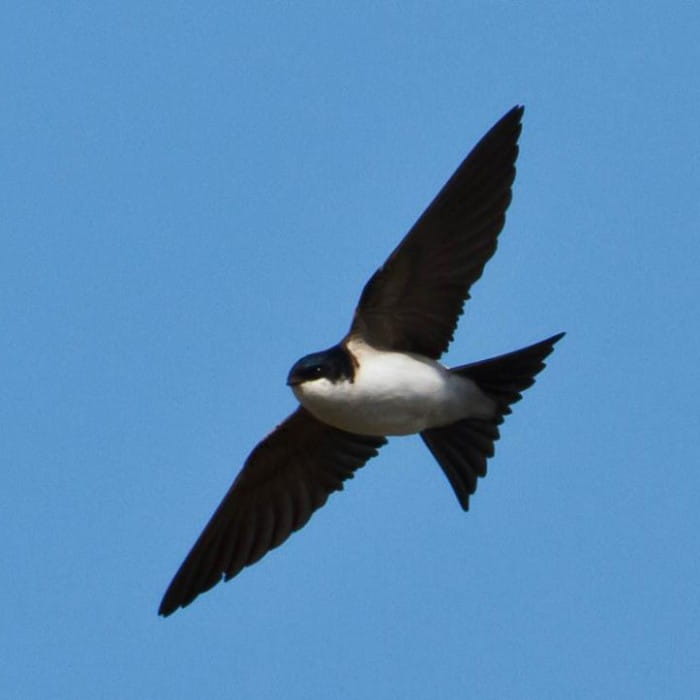 house martin nature notes