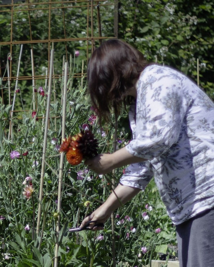 picking dahlias