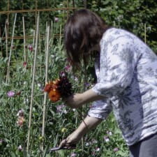 Dyeing wool with dahlias
