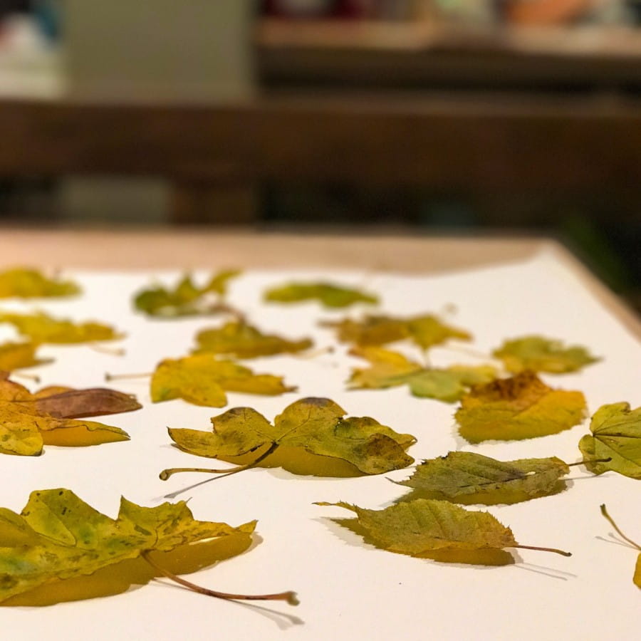 pressing leaves