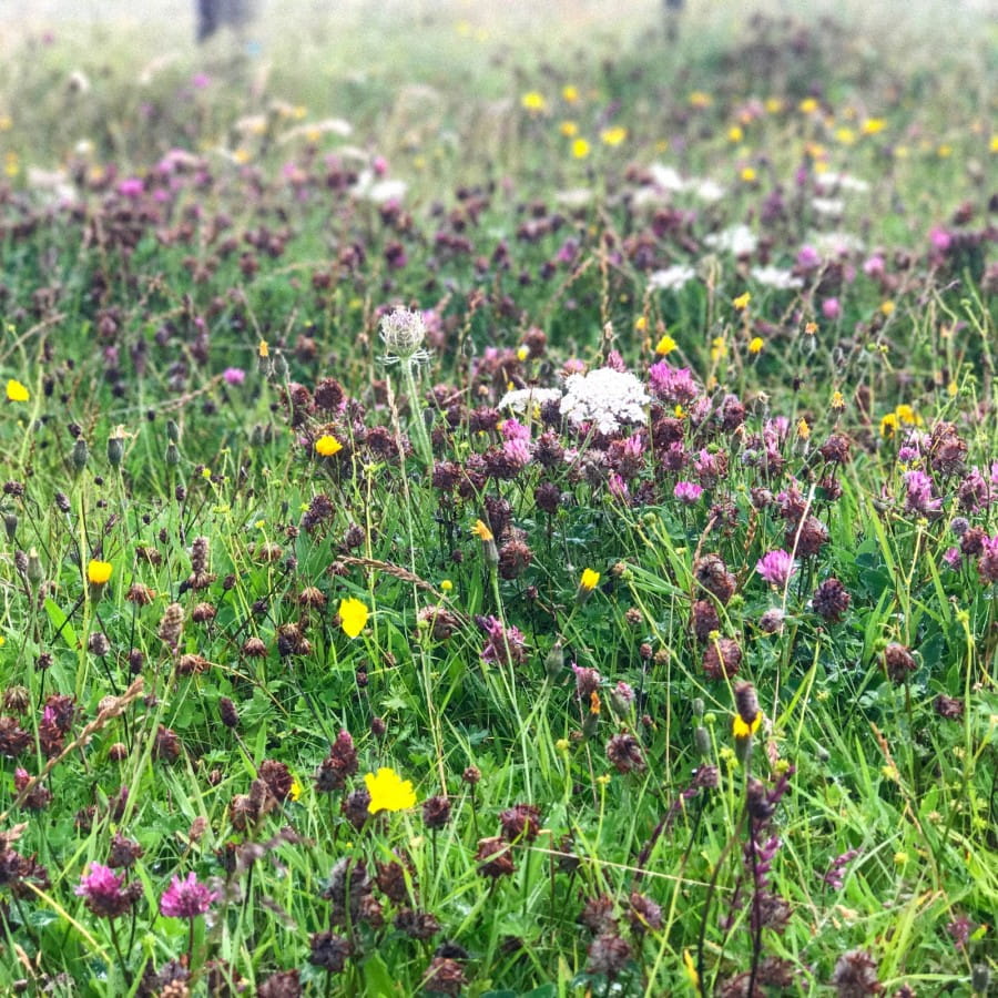 Machair Outer Hebrides