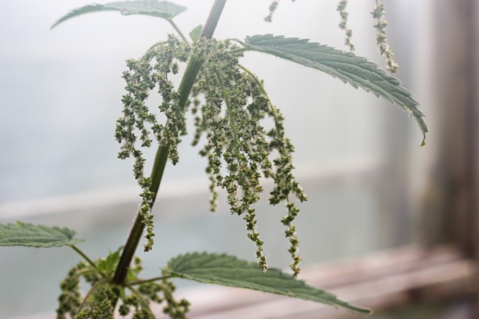 how to identify female nettle