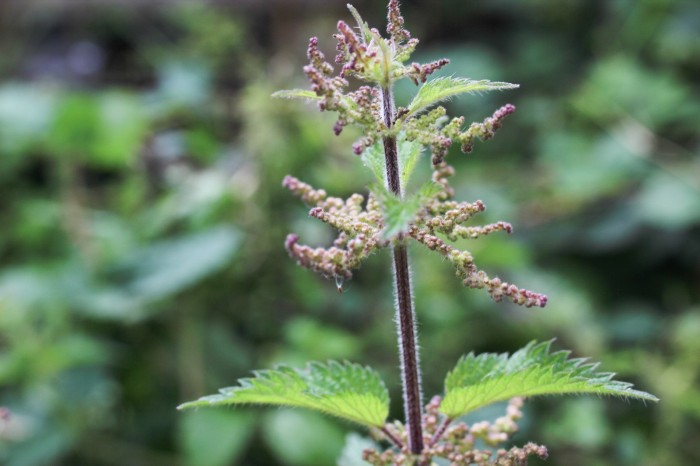 how to identify male nettle