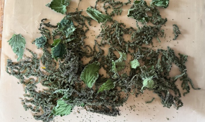 dehydrating nettle seeds