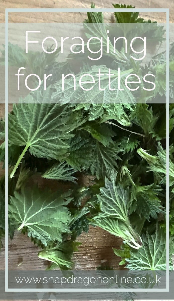 foraging for nettles