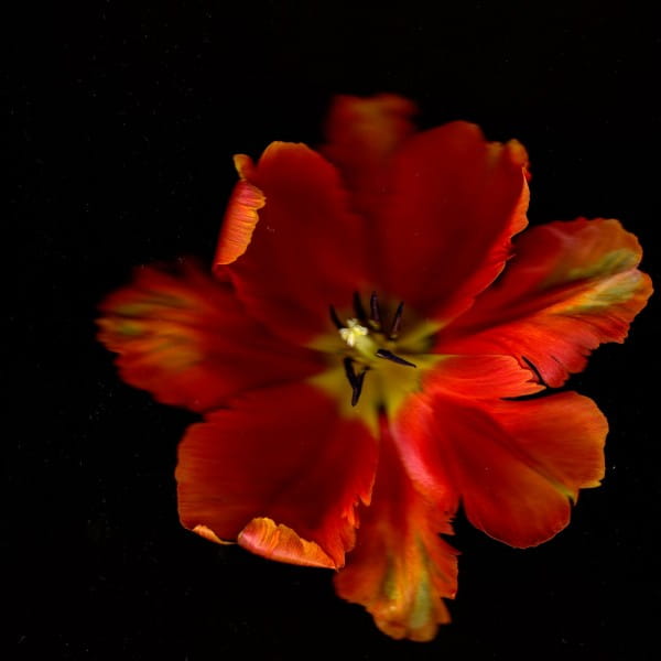 orange tulip