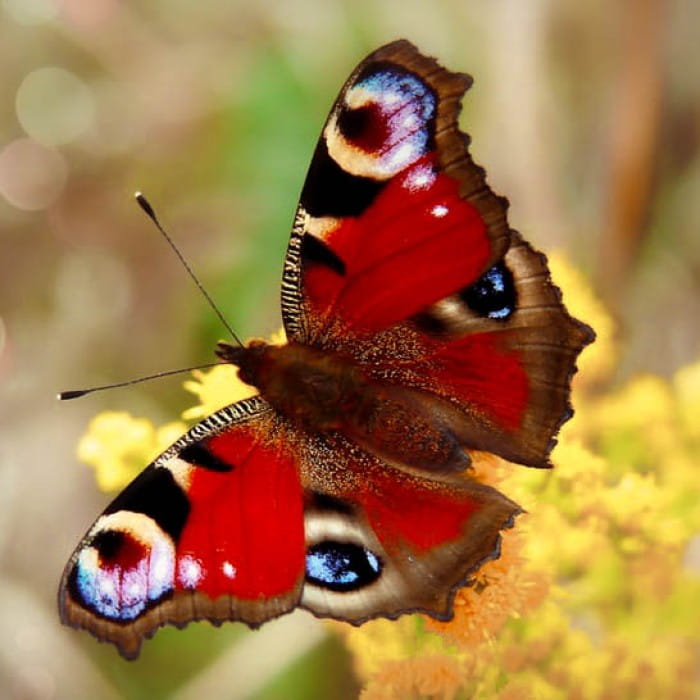 Peacock butterfly