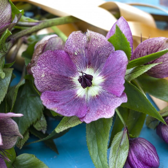 cutting hellebores