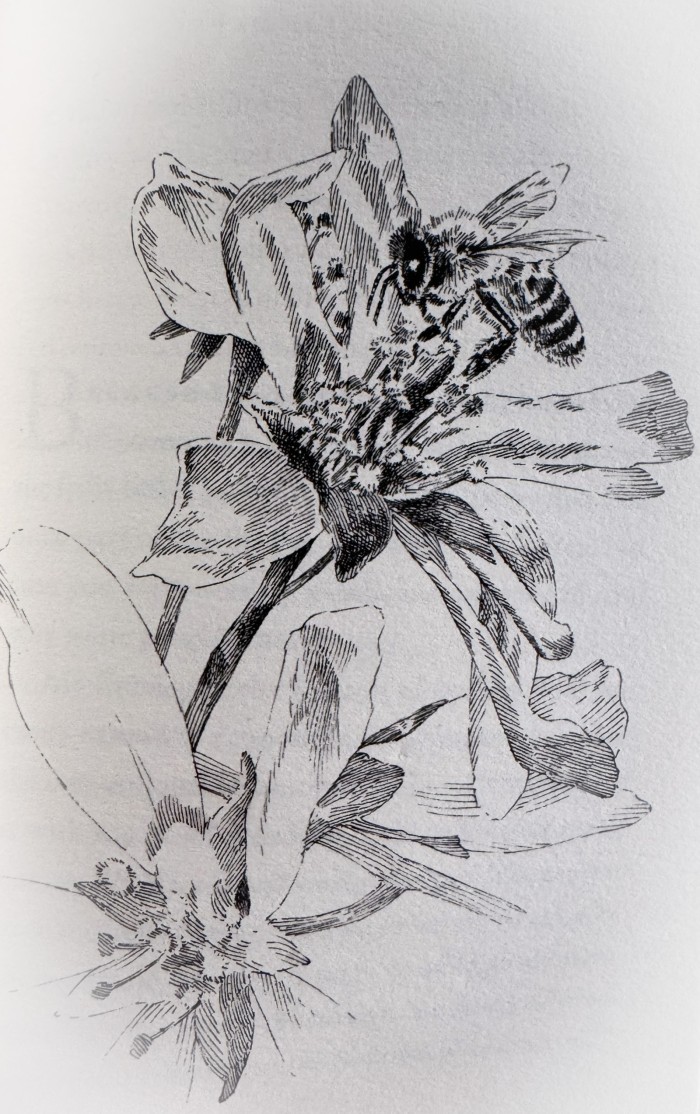 service berry and pollinating bee