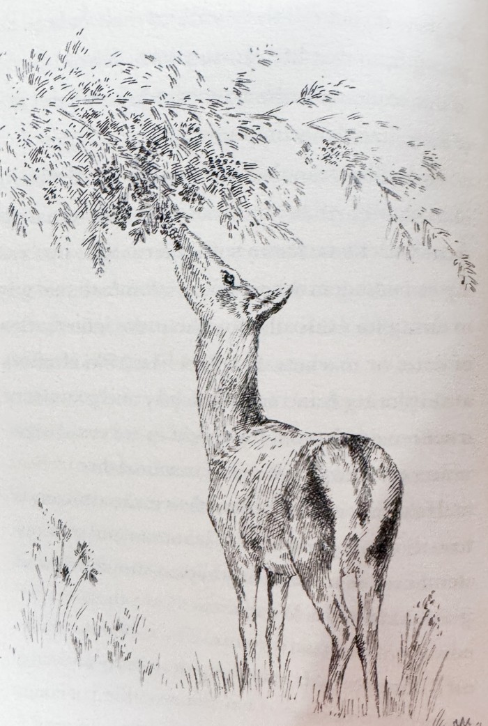 service berry and deer