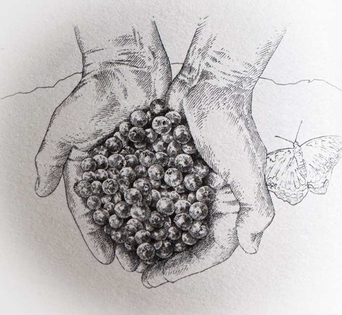 service berries in hands