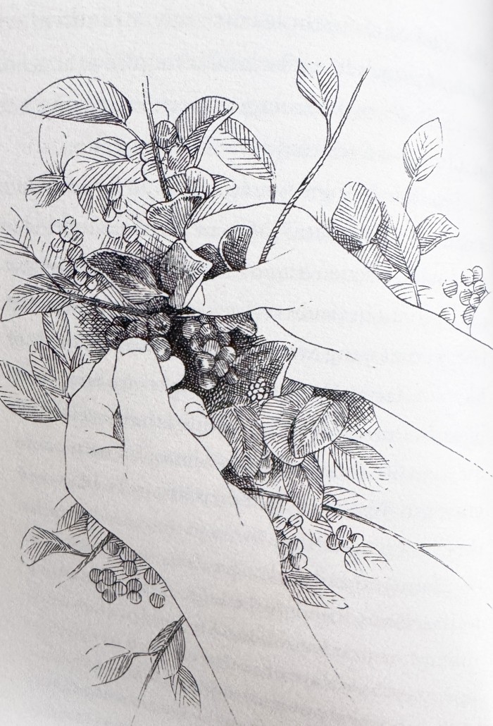 picking serviceberries