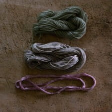 Dyeing with bloody dock (Rumex sanguineus)