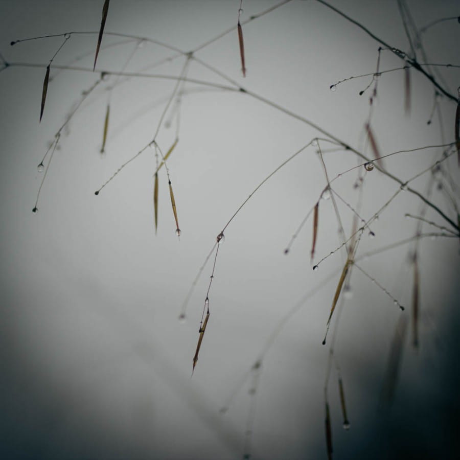Stipa gigantea in the rain