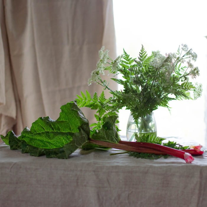 sweet cicely in garden