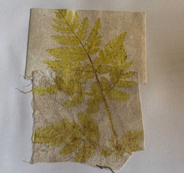 sweet Cicely print