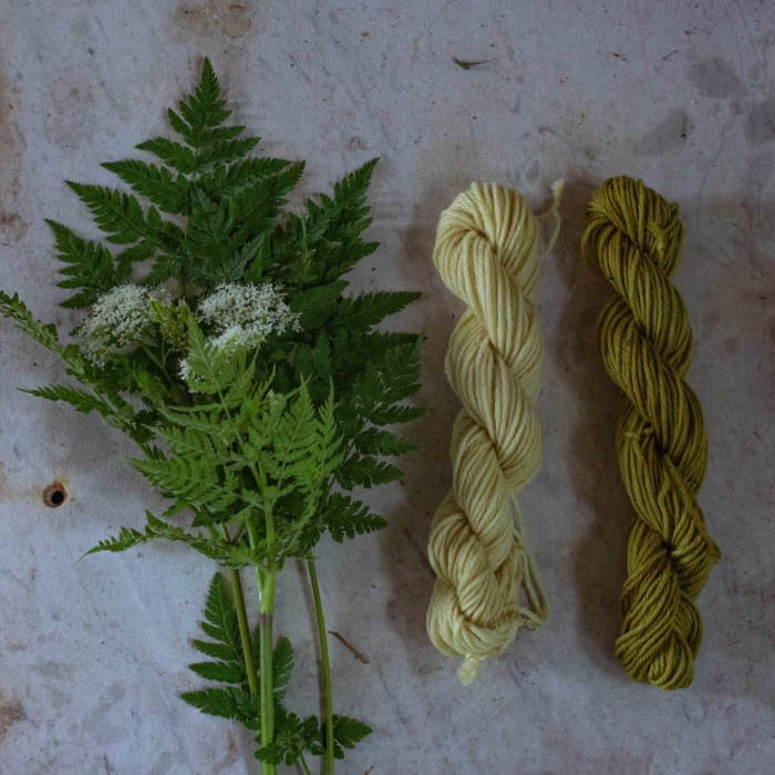 dyeing wool yarn with sweet Cicely Myrrhis odorata