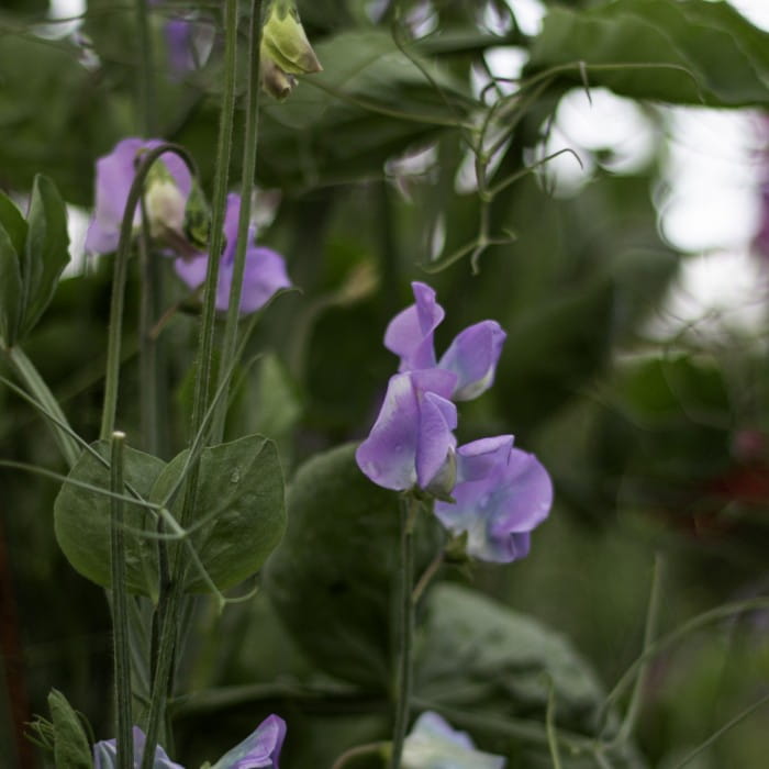 sweet pea