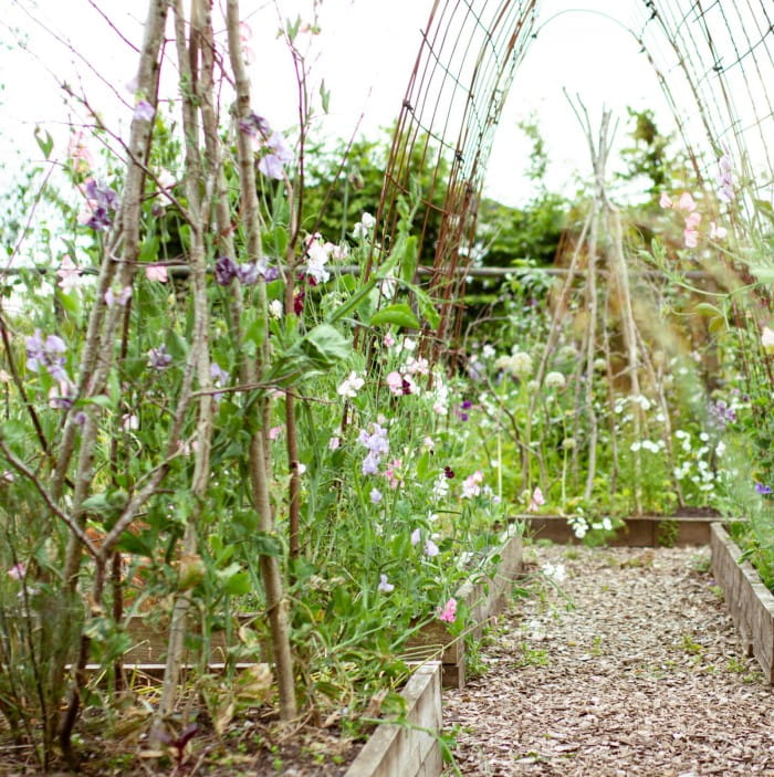 sweet peas on tunnel