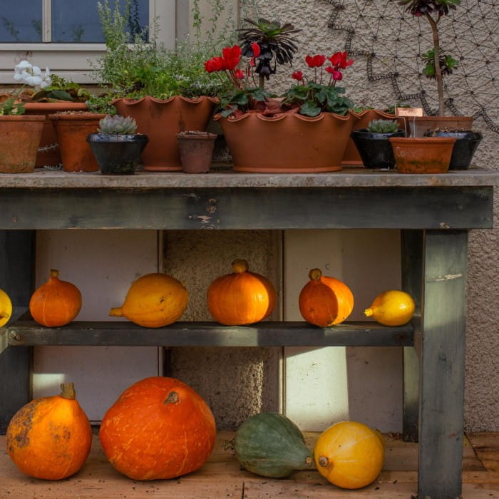 pumpkins stored in sitooterie
