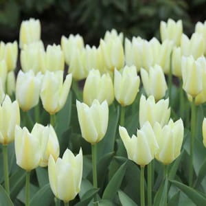 planting tulips in heavy soil