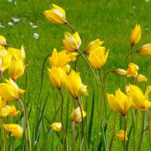 planting tulips in heavy soil