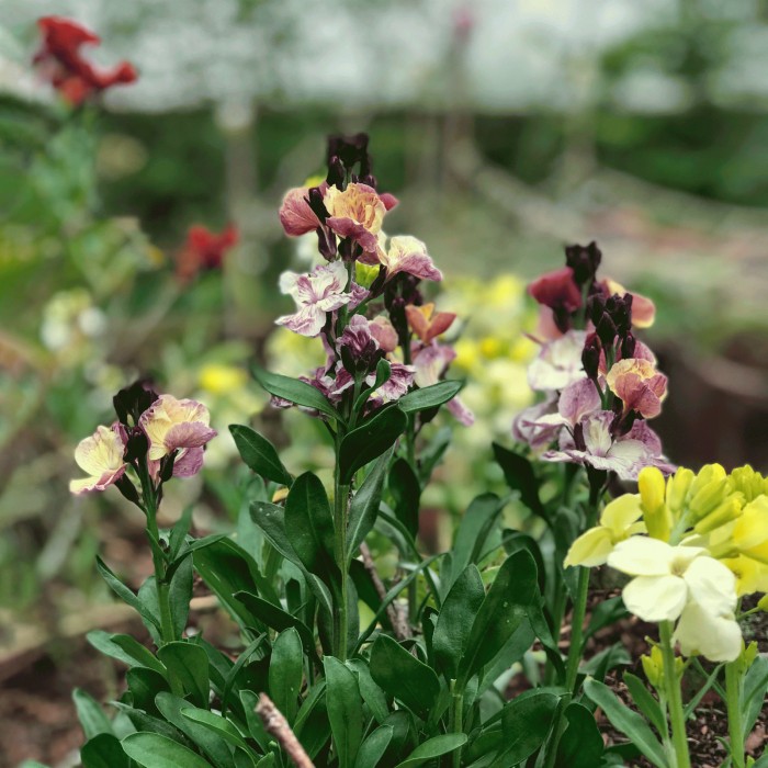 how to grow wallflowers