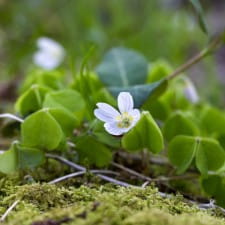 Foraging for wood sorrel