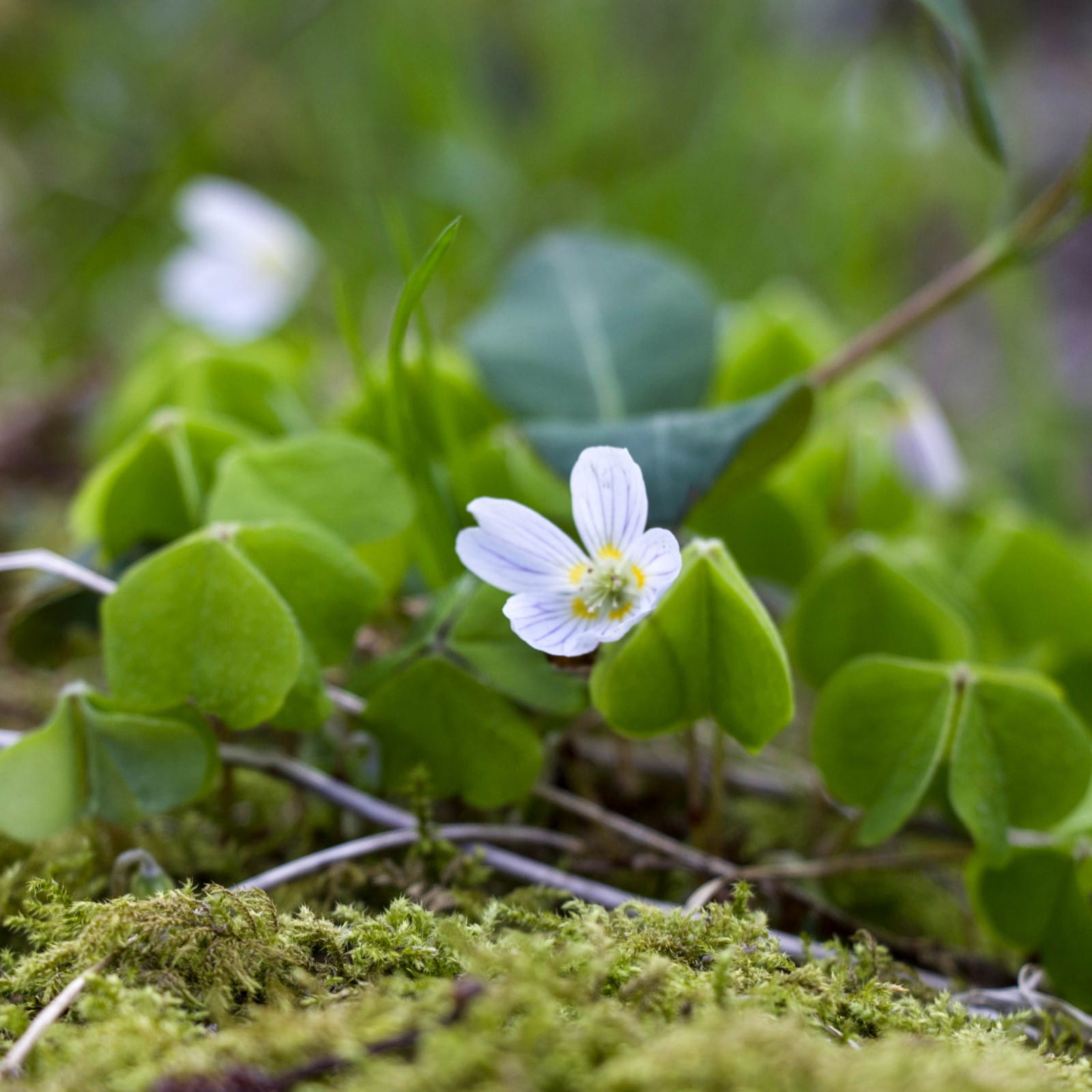 Foraging For Wood Sorrel Snapdragon Life Foraging For Wood Sorrel Snapdragon Life